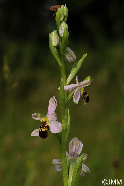 Ophrys apiferaf. friburgensis