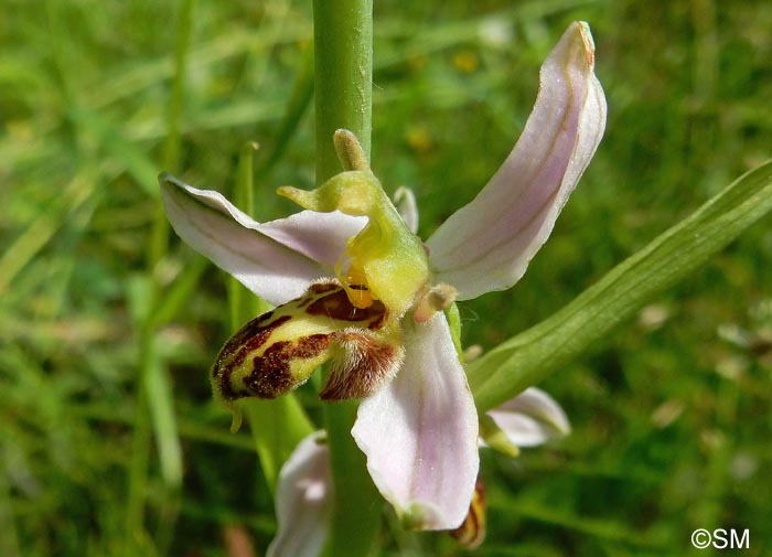 Ophrys apifera f. trollii = Ophrys apifera var. trollii