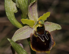 Ophrys araneola x fuciflora
