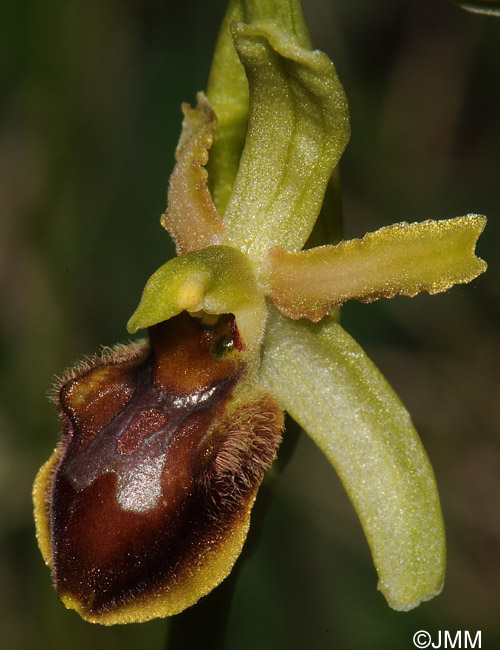 Ophrys araneola x sphegodes