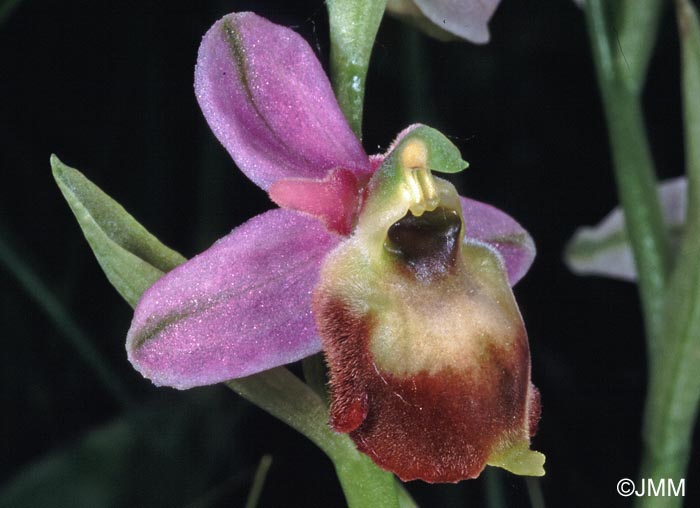 Ophrys fuciflora prsentant une hypochromie partielle