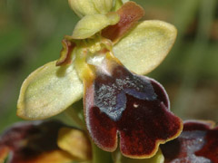 Ophrys fusca x lutea