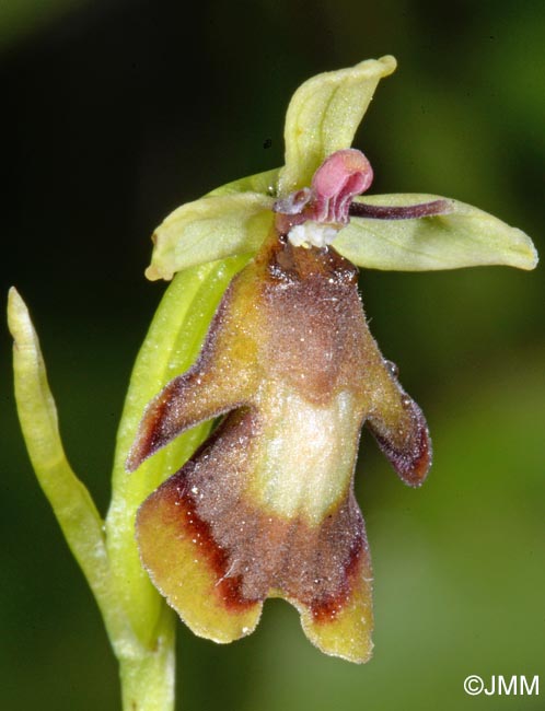 Ophrys insectifera f. luteomarginata