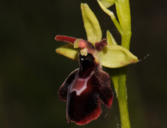 Ophrys insectifera x Ophrys sphegodes