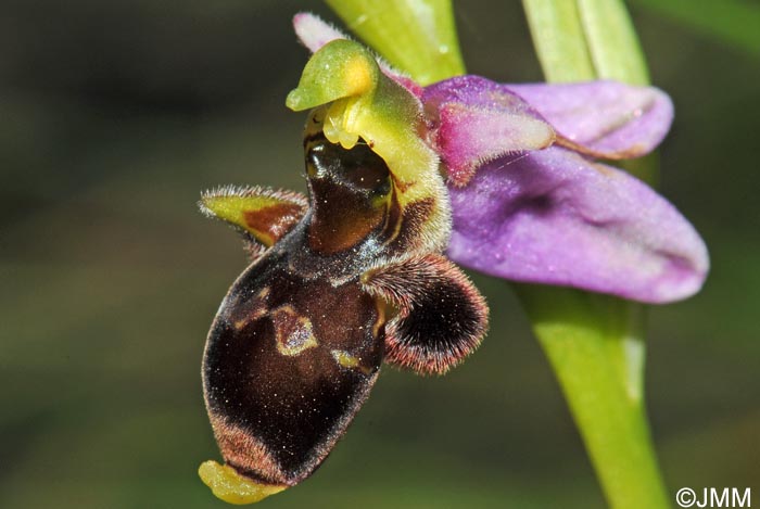 Ophrys oceanica