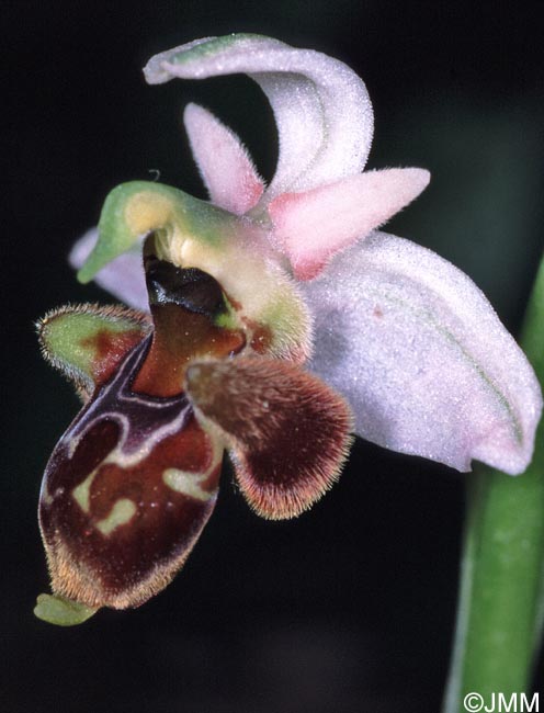 Ophrys oceanica