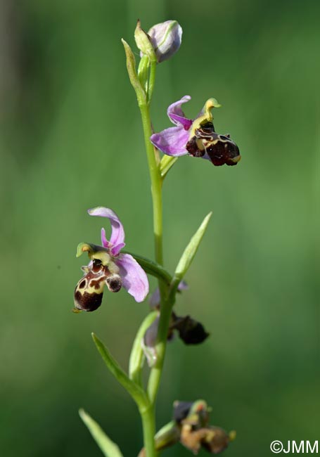 Ophrys quercophila = Ophrys querciphila