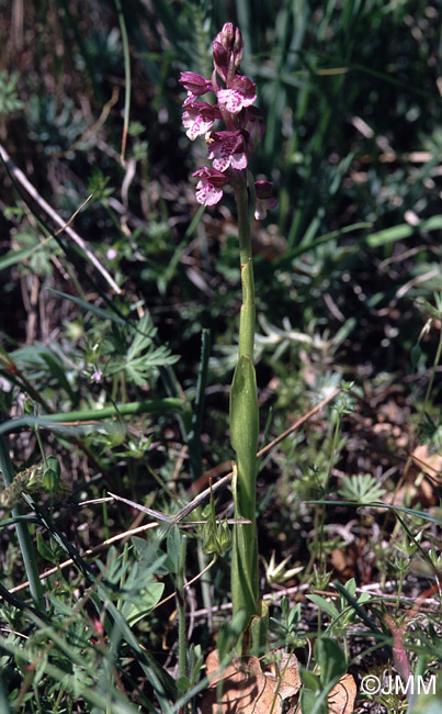 Orchis coriophora x Orchis morio