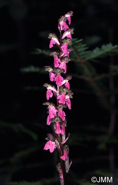 Orchis spitzelii 