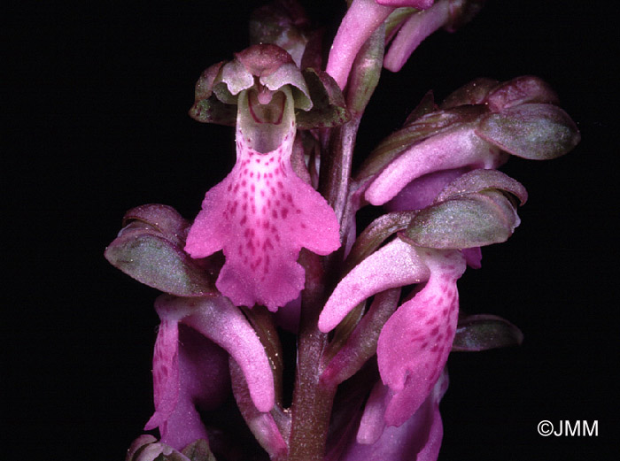 Orchis, Orchis spitzelii