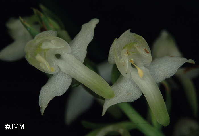 Platanthera chlorantha