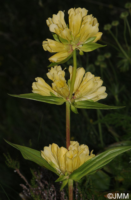 Gentiana burseri subsp. burseri
