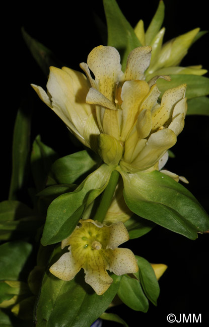 Gentiana burseri subsp. burseri