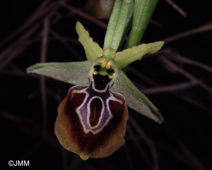 Ophrys aesculapii var. pseudoaranifera