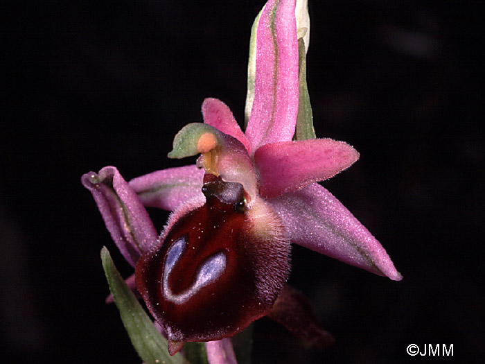 Ophrys argolica