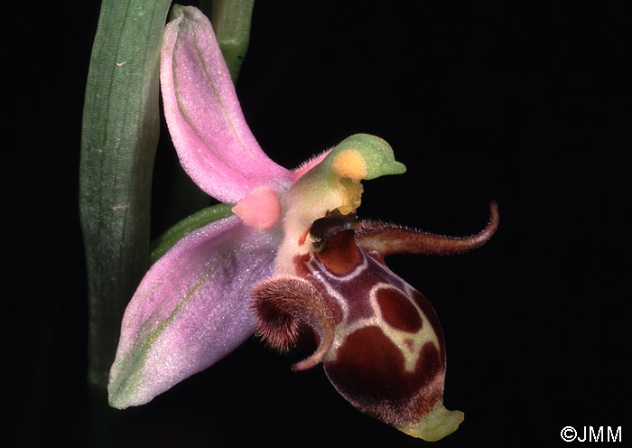 Ophrys crassicornis