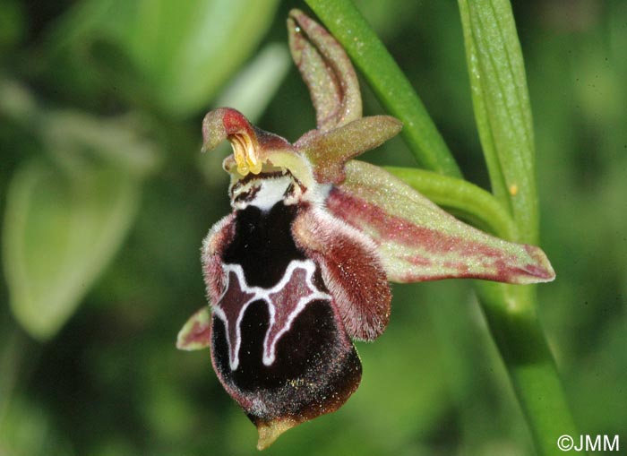 Ophrys reinhardiorum