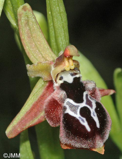 Ophrys reinhardiorum