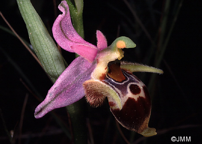 Ophrys schlechteriana