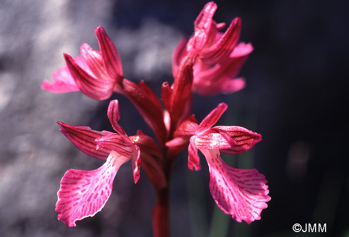 Orchis papilionacea var. alibertis