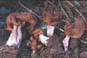 Gyromitra infula
