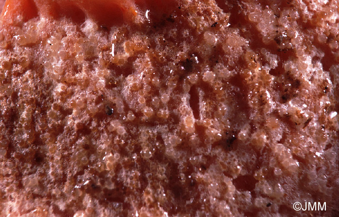 Hypomyces lateritius sur Lactarius salmonicolor