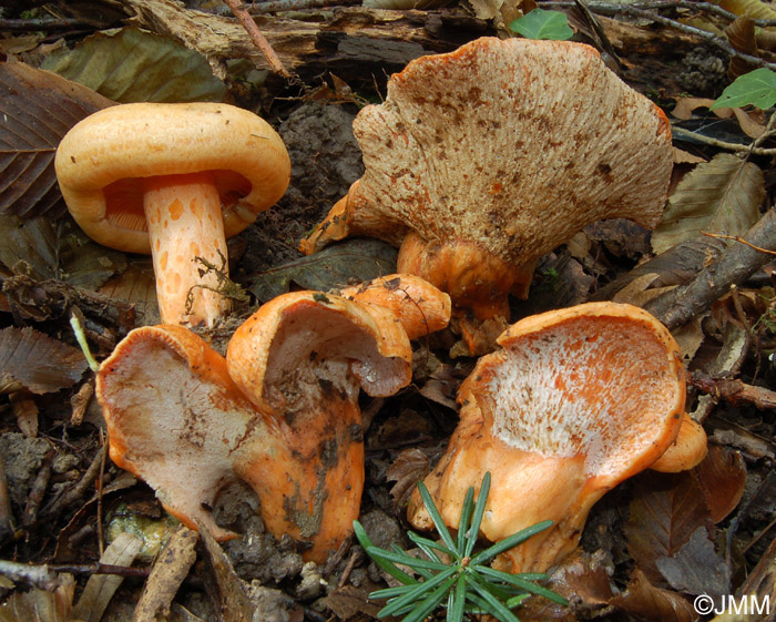 Hypomyces lateritius sur Lactarius salmonicolor