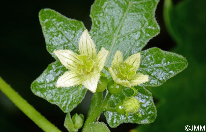 Bryonia dioica = Bryonia cretica subsp. dioica