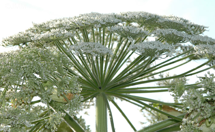 Heracleum mantegazzianum