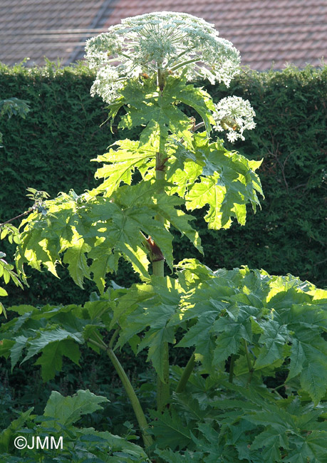 Heracleum mantegazzianum