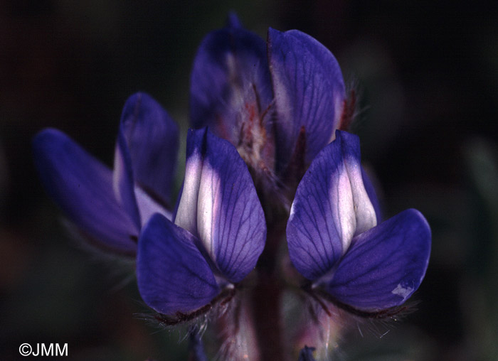 Lupinus cosentinii 