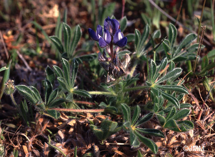 Lupinus cosentinii 