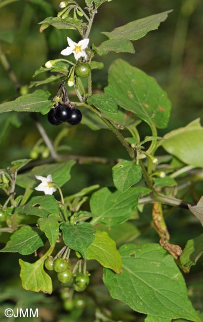 Solanum nigrum = Solanum nigrum subsp. nigrum