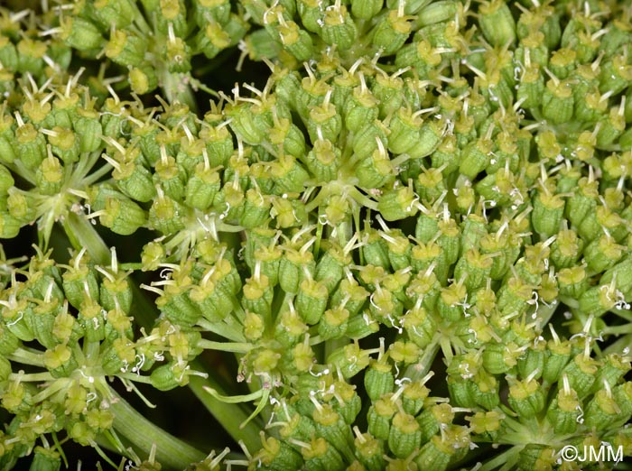 Angelica archangelica subsp. archangelica