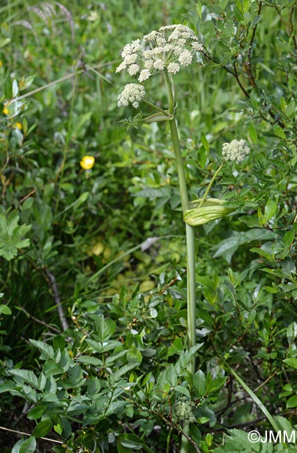 Angelica sylvestris subsp. bernardae