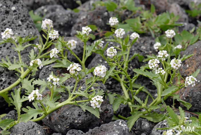 Cakile arctica = Cakile maritima subsp. islandica