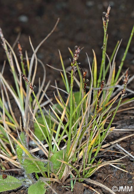 Carex glacialis