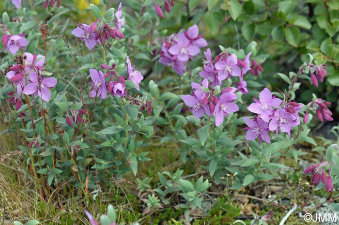 Epilobium latifolium = Chamerion latifolium