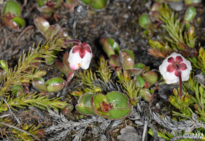 Harrimanella hypnoides et Salix herbacea