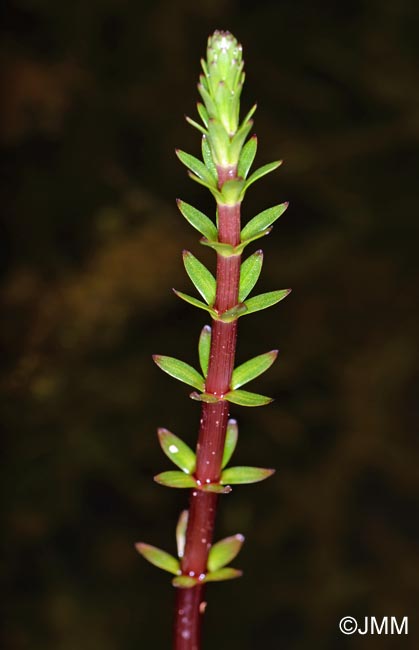 Hippuris tetraphylla