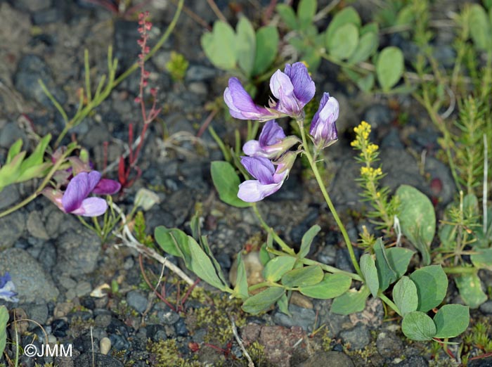Lathyrus japonicus subsp. maritimus = Lathyrus maritimus