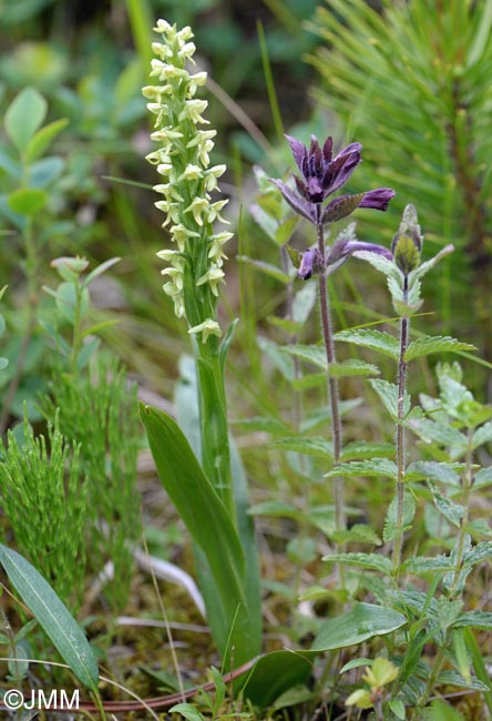 Platanthera hyperborea & Bartsia alpina