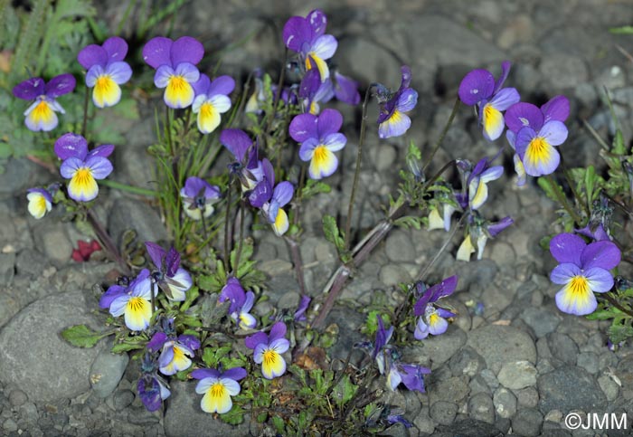Viola tricolor subsp. tricolor