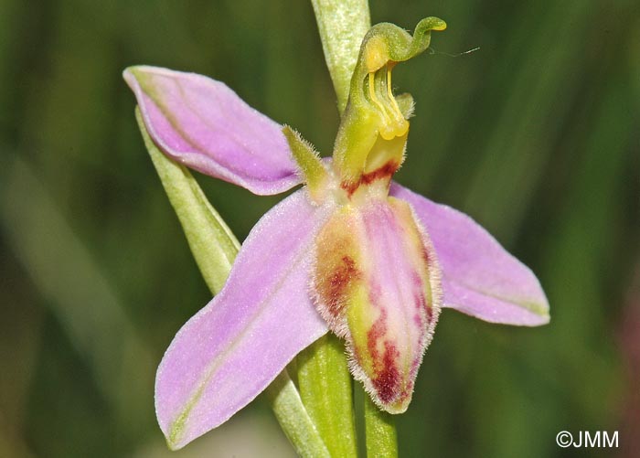 Ophrys apifera f. tilaventina