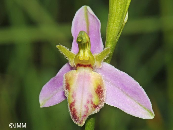 Ophrys apifera f. tilaventina