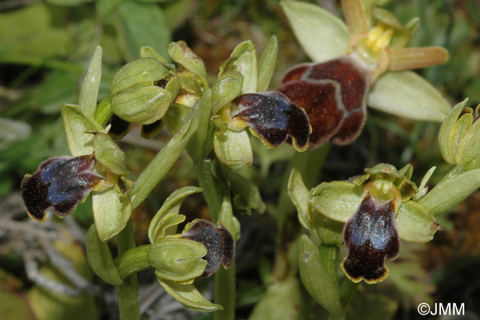 Ophrys cinereophila & Ophrys omegaifera