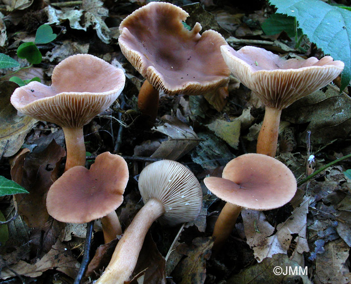 Lactarius subdulcis