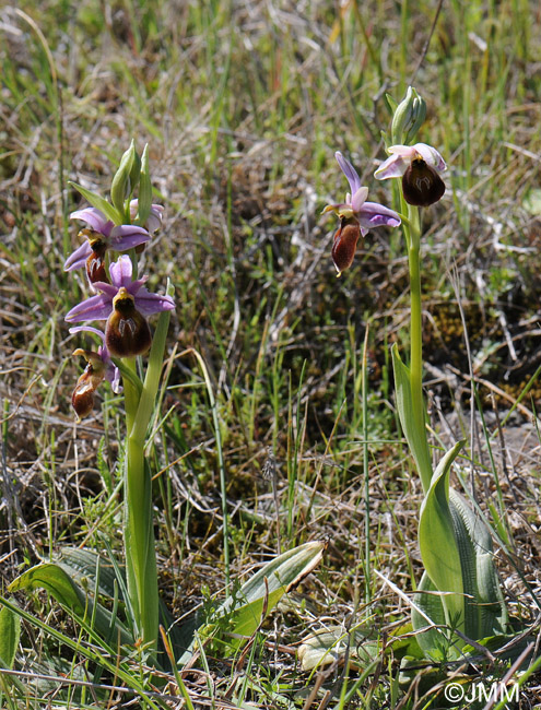 Ophrys lesbis