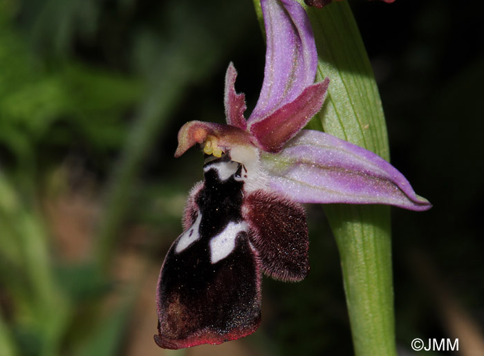 Ophrys reinholdii 