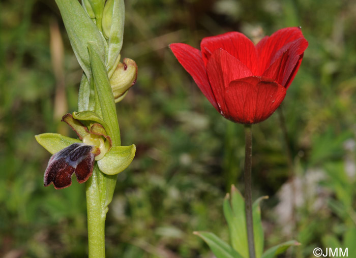 Ophrys theophrasti